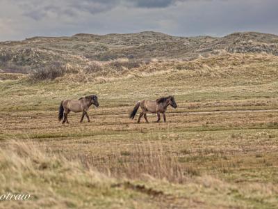 Paarden Texel