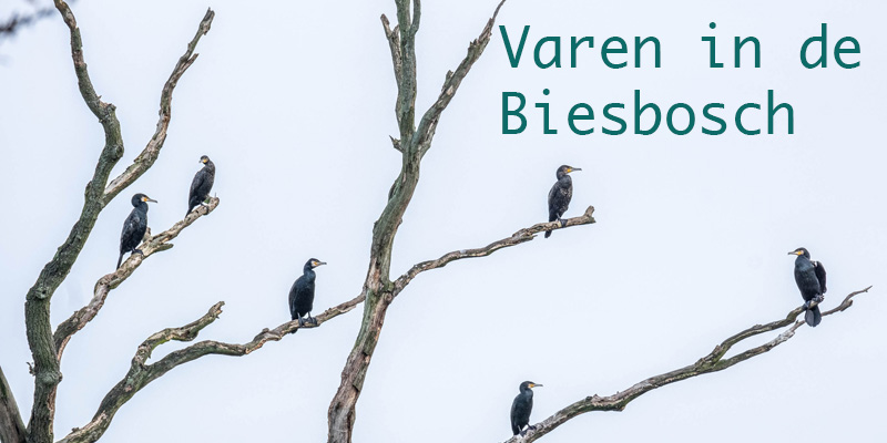varen_in_de_biesbosch