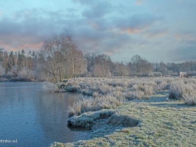 Baardwijkseoverlaat Koe Water