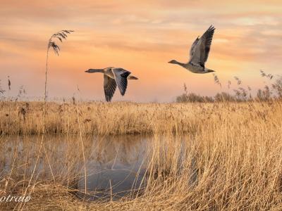 Ganzen Biesbosch
