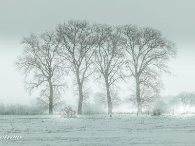 Uiterwaarde Sneeuw In De Lucht 1