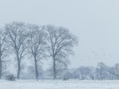 Uiterwaarde Sneeuw In De Lucht