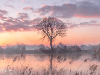 Zonsopkomst Afgedamde Maas 