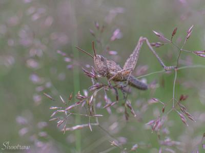 Krekel Macro