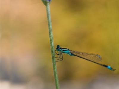 Libelle