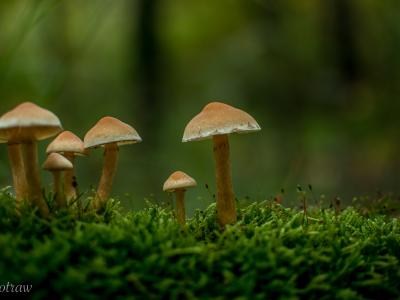 Paddestoel02 09 2019 Klinkert