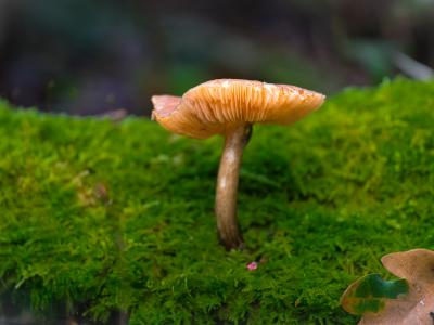Paddestoelen1