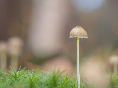 Paddestoelen2