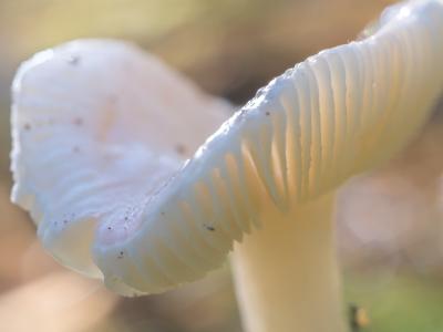 Paddestoelen3