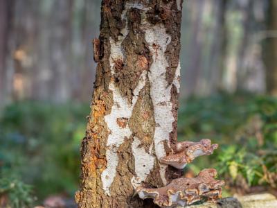 Paddestoelen