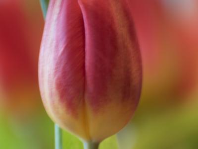 Tulp1