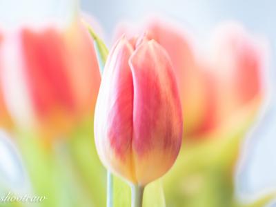 Tulp3