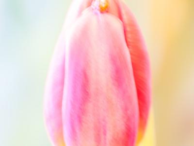 Tulp