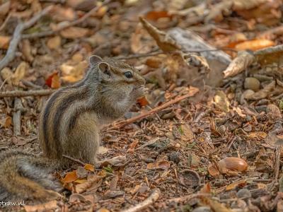 Chipmunk