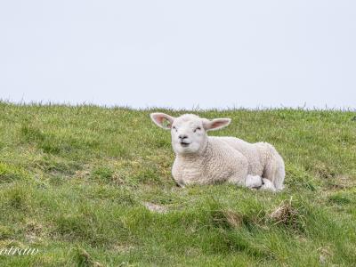 Lam Texel