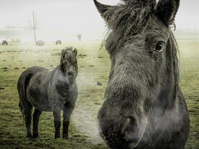 Ponys1