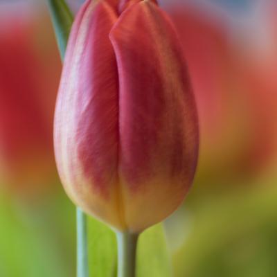 Tulp1