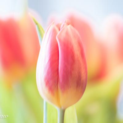 Tulp3