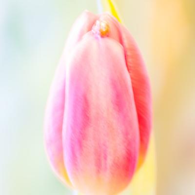 Tulp