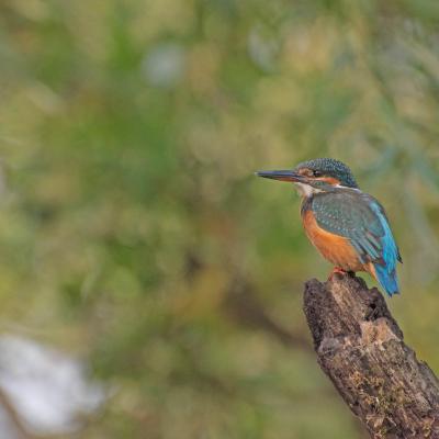 Ijsvogel3 Kopie