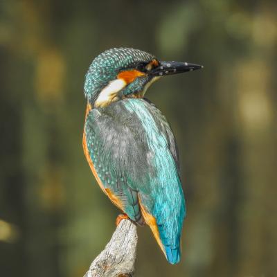 Ijsvogel