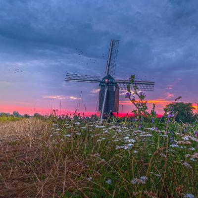 Molen in Heusden 